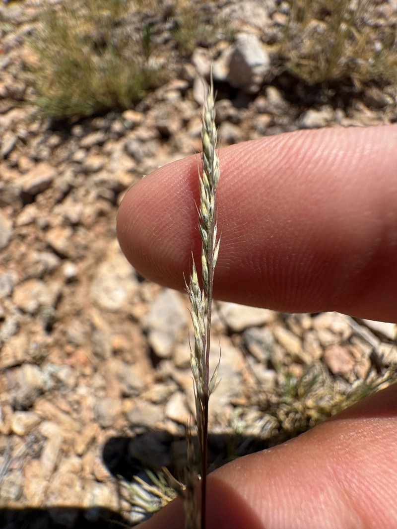 Slimstem Muhly photo 2