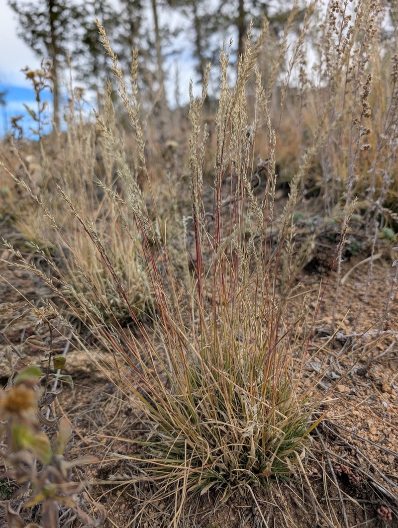 Slimstem Muhly photo 3