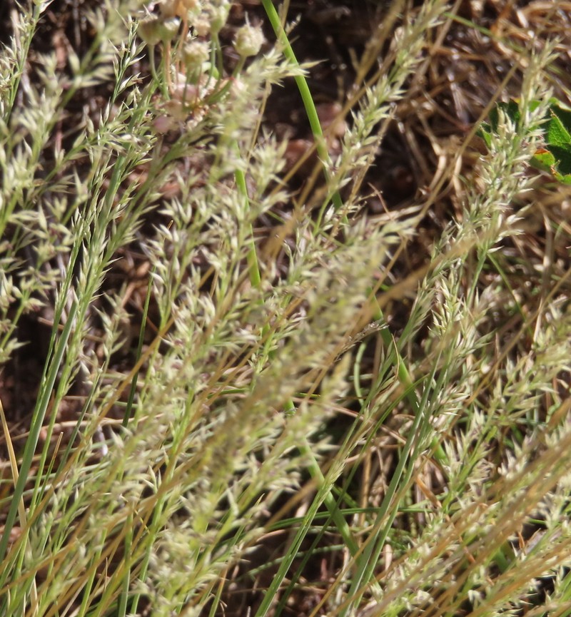 Slimstem Muhly photo 4