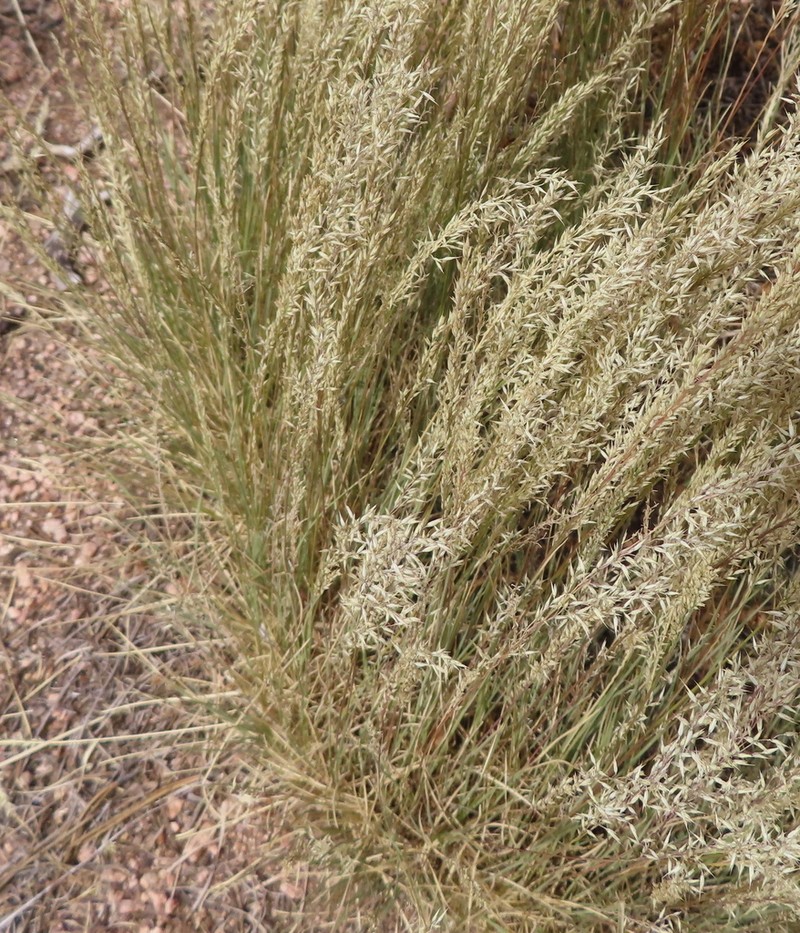 Slimstem Muhly photo 5