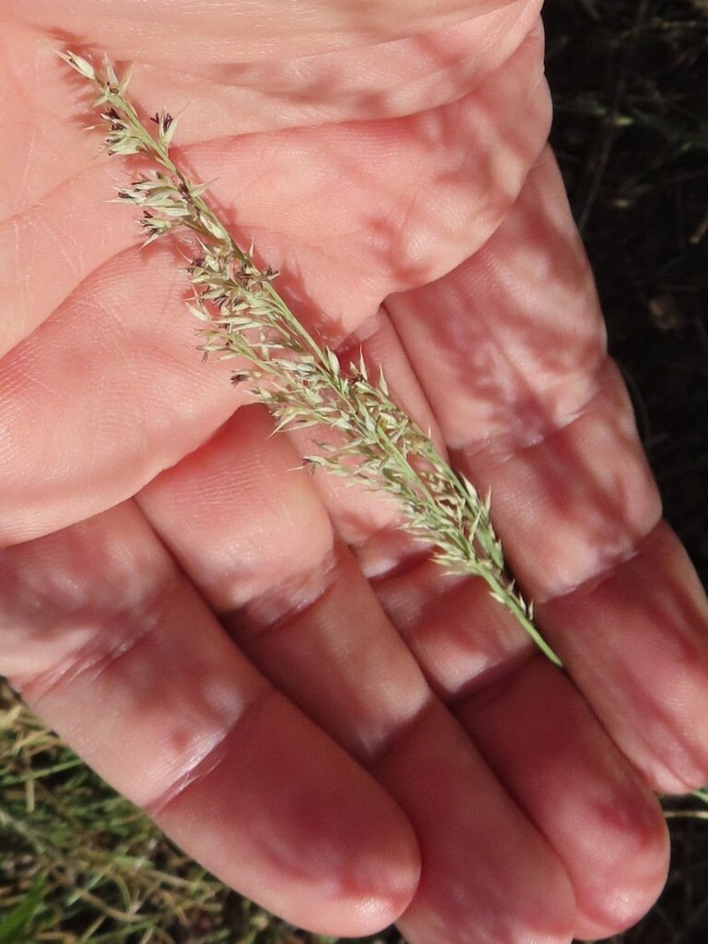 Slimstem Muhly photo 6