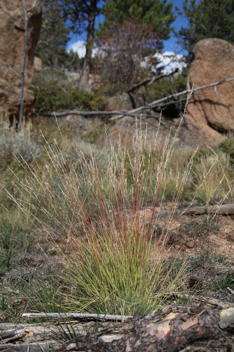 Slimstem Muhly photo 7