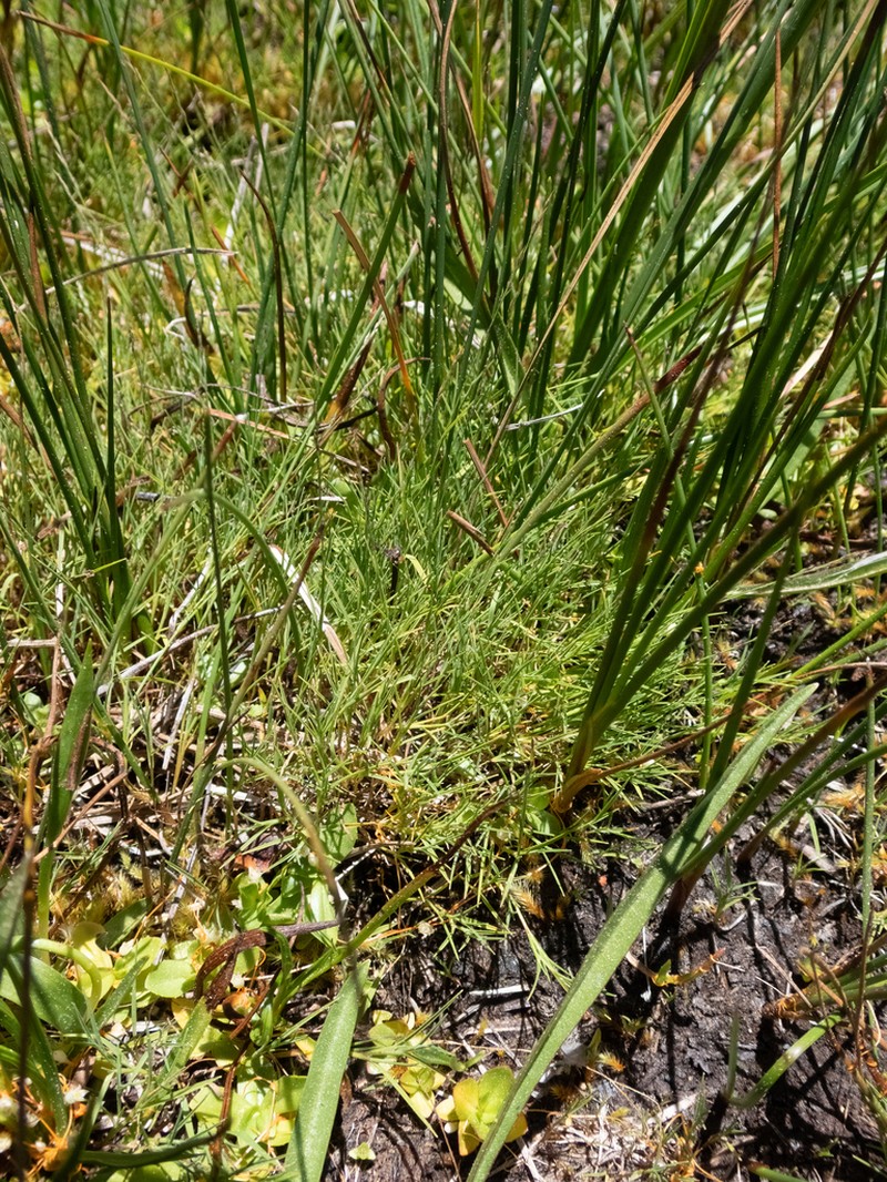 Pullup Muhly photo 3