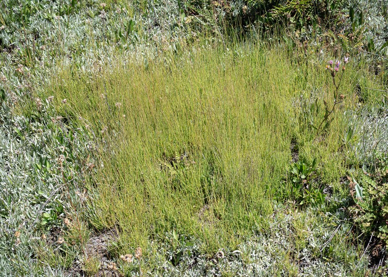 Pullup Muhly photo 4