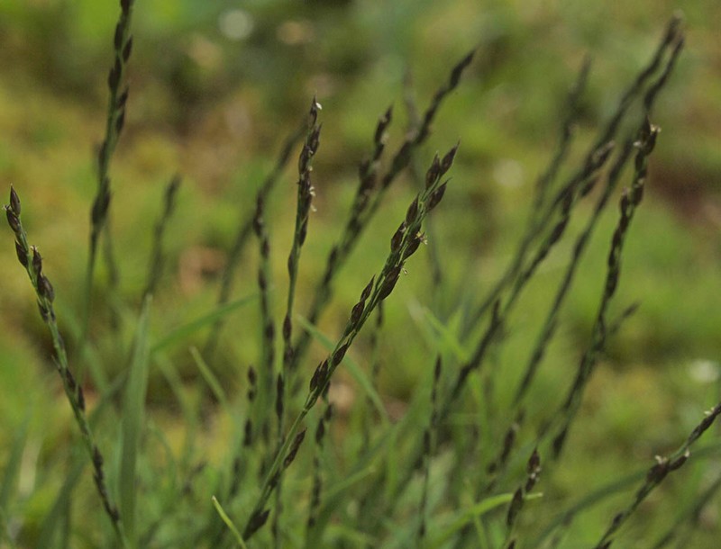Pullup Muhly photo 5