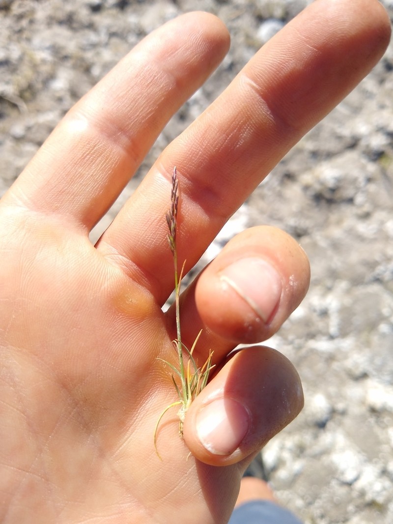 Pullup Muhly photo 6