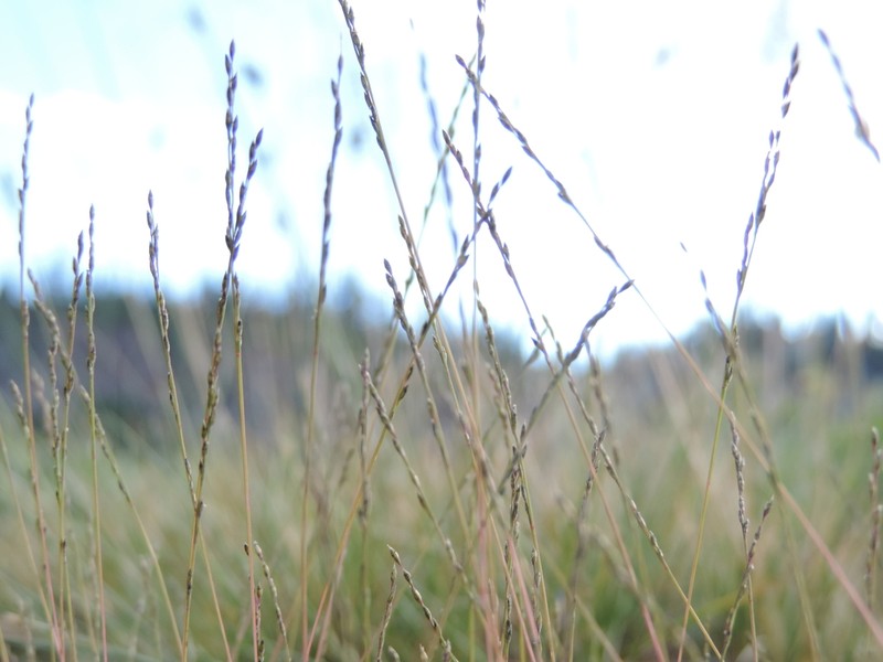 Pullup Muhly photo 7