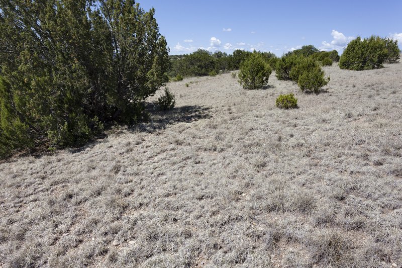 Gulfhairawn Muhly photo 5