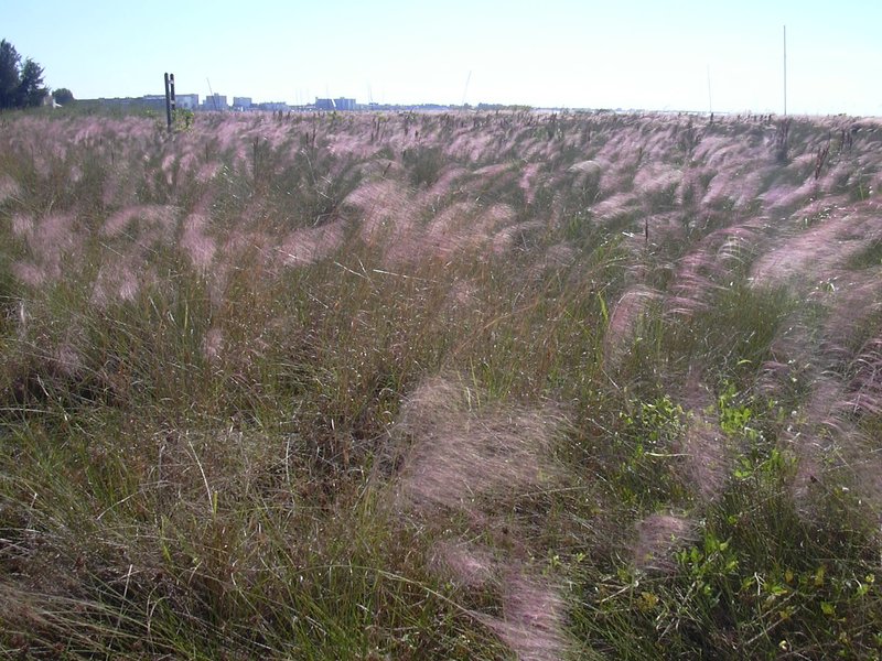 Gulfhairawn Muhly