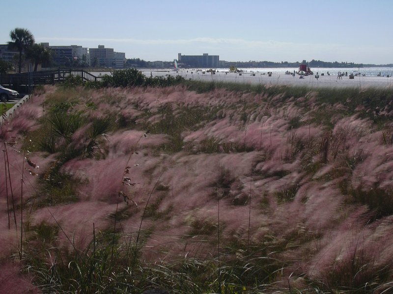 Gulfhairawn Muhly photo 7