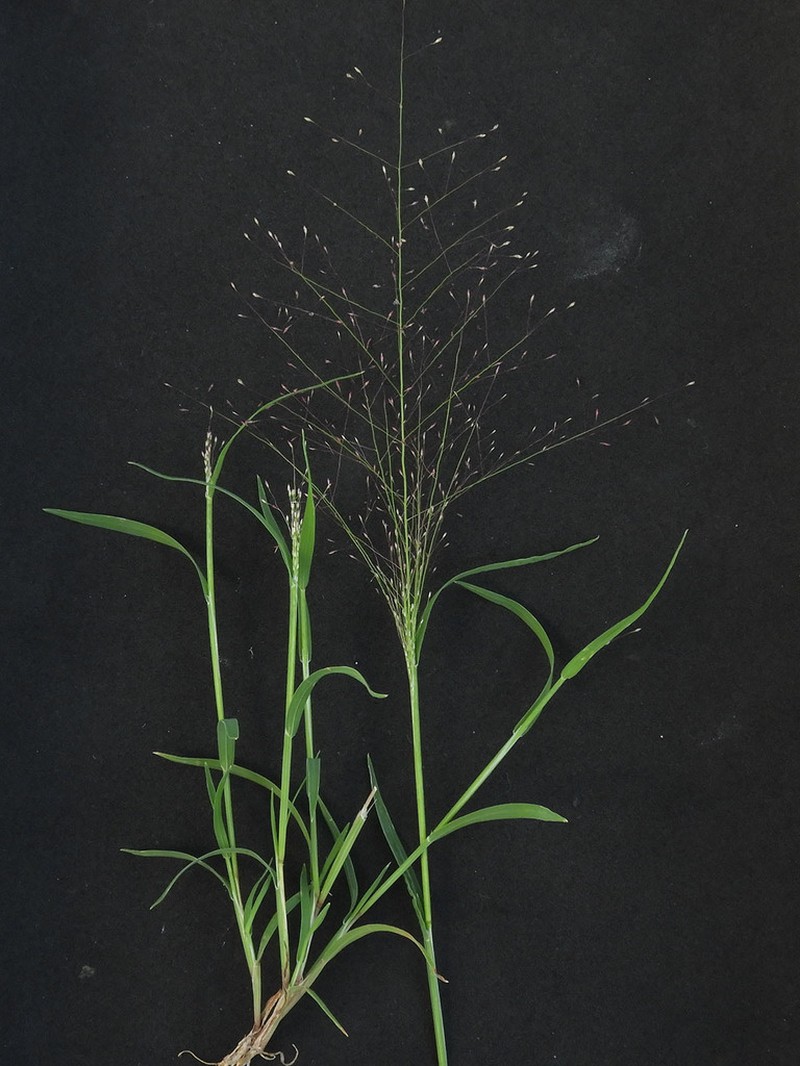 Delicate Muhly photo 3