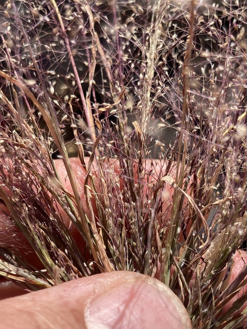 Delicate Muhly photo 4