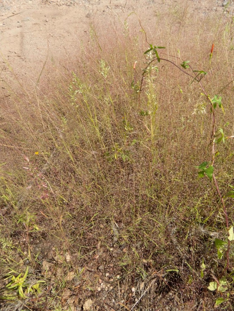 Delicate Muhly photo 5