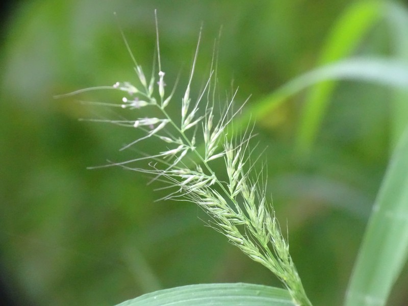 Wirestem Muhly photo 2