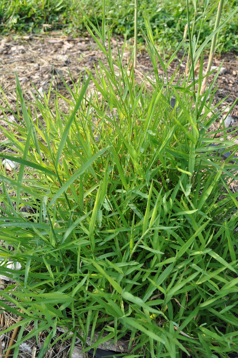 Wirestem Muhly photo 4