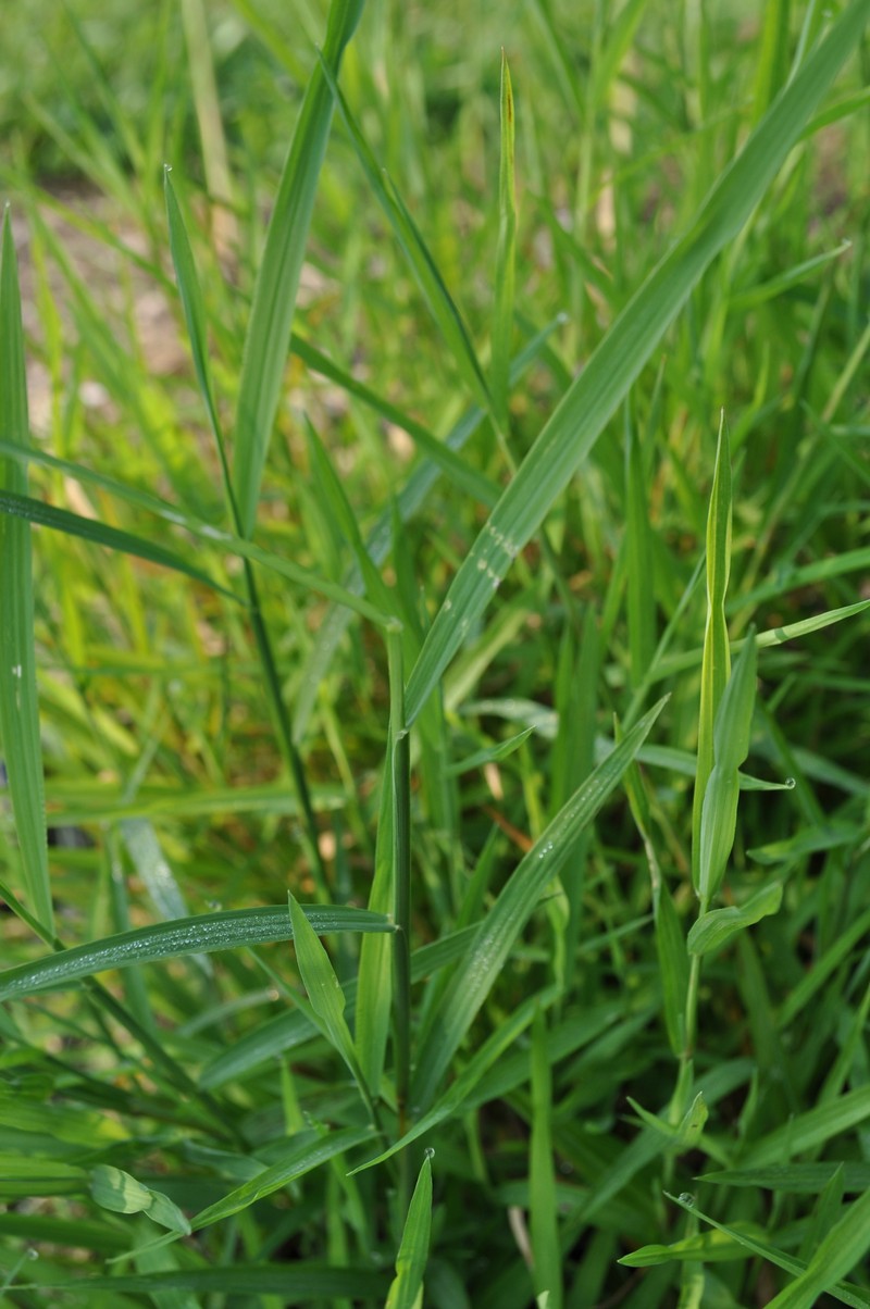 Wirestem Muhly photo 5
