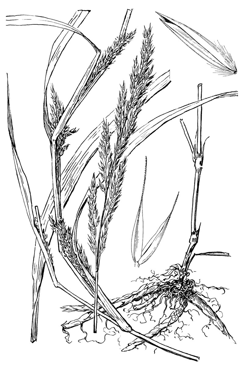 Wirestem Muhly