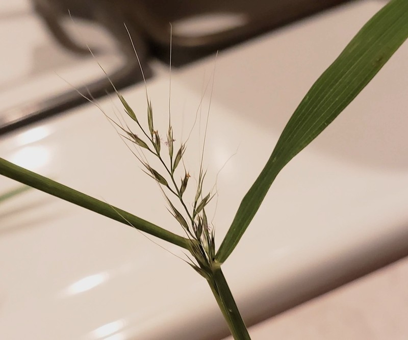 Wirestem Muhly photo 3