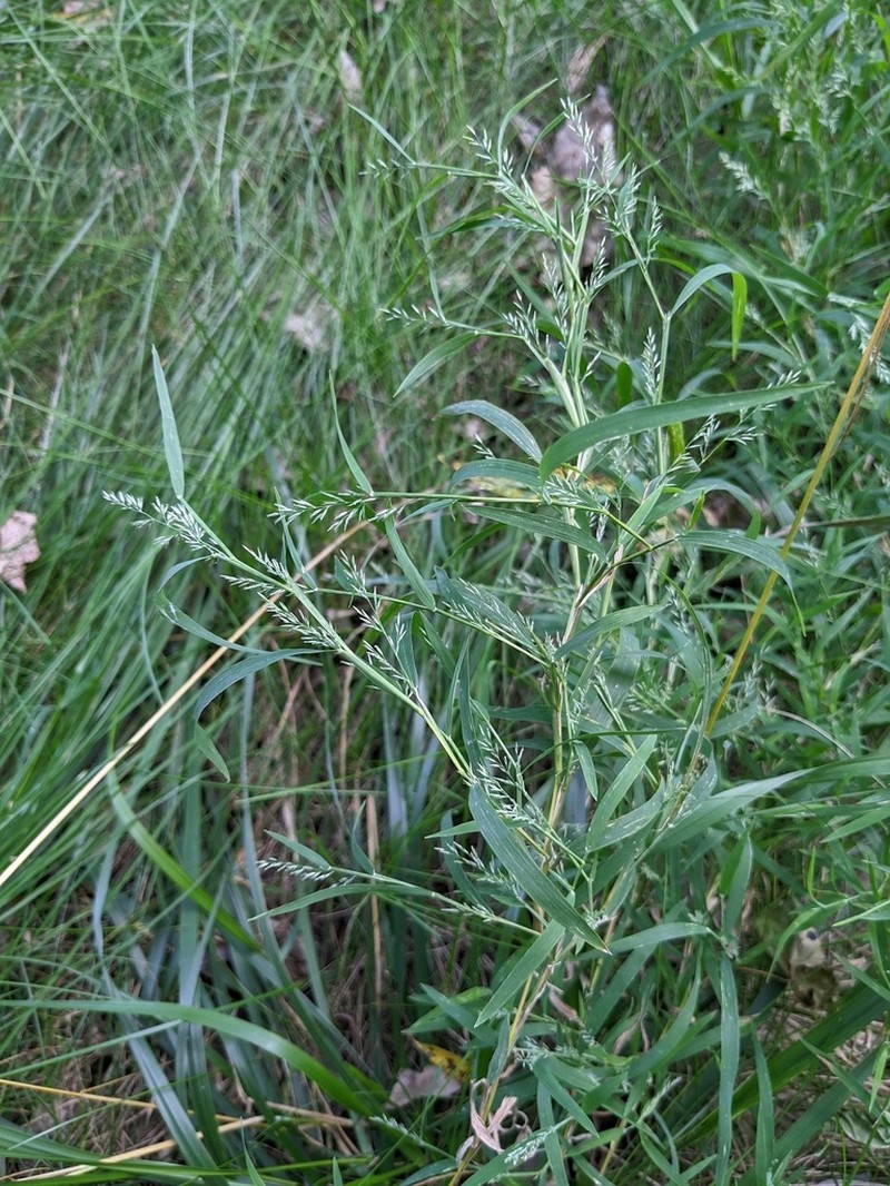Wirestem Muhly photo 4