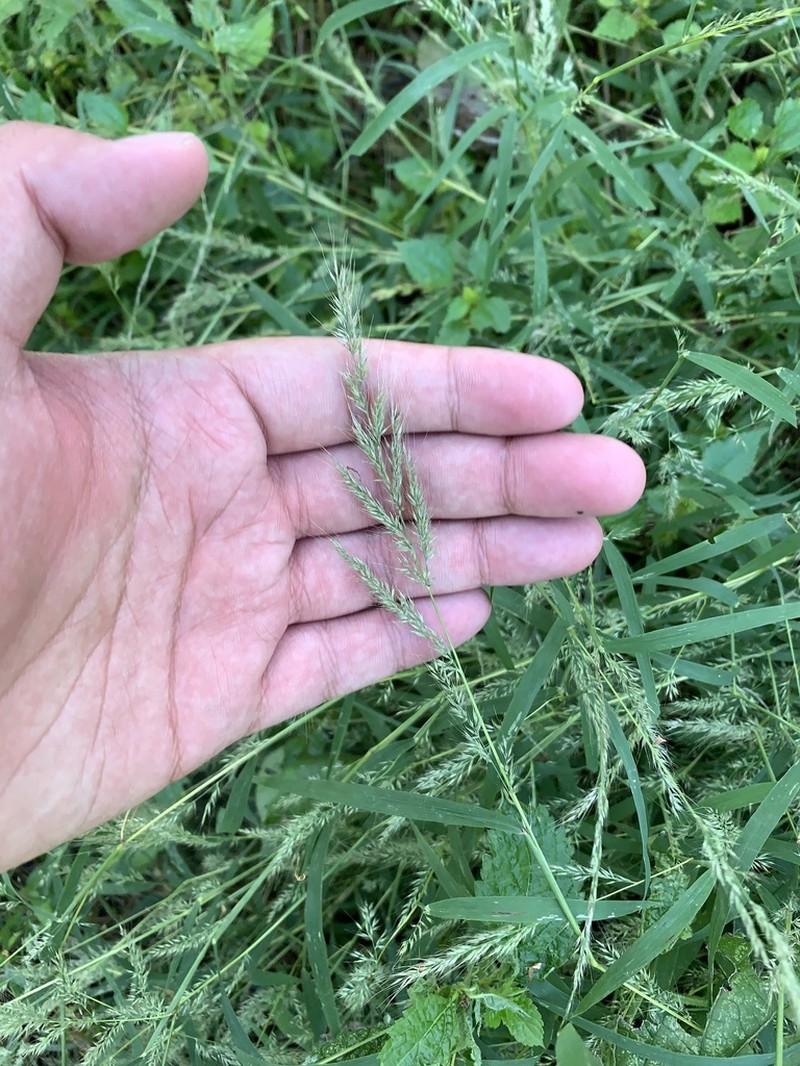 Wirestem Muhly photo 6