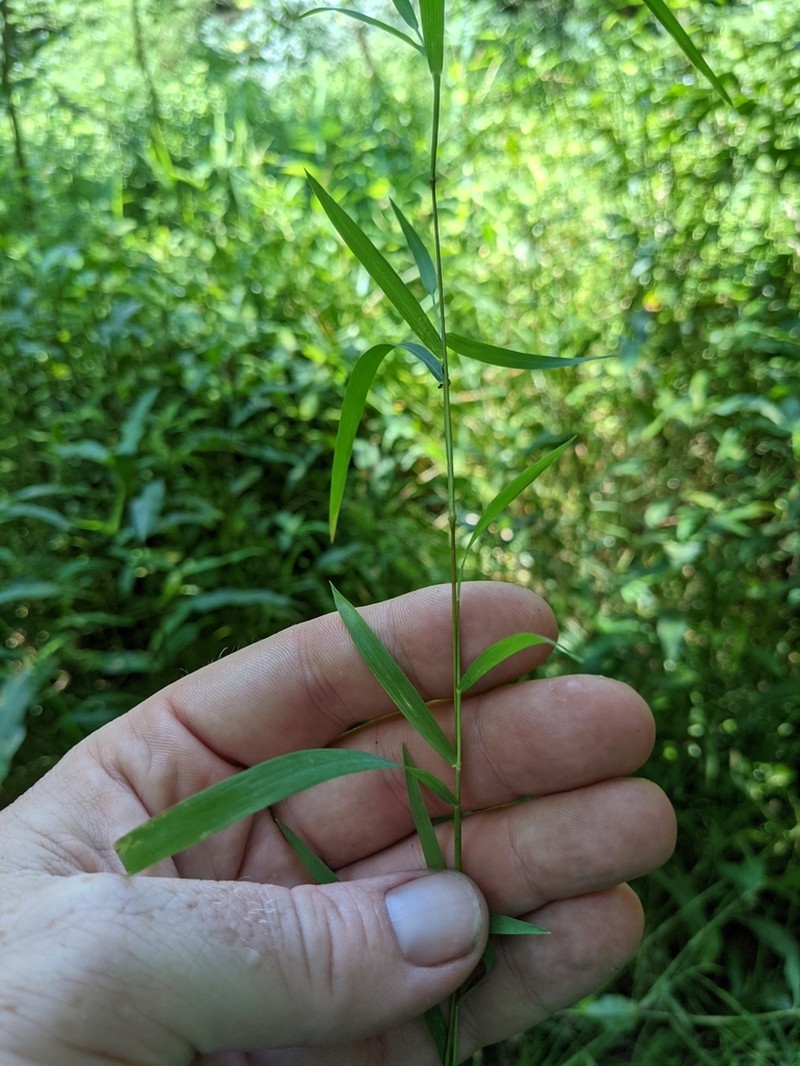 Wirestem Muhly photo 7