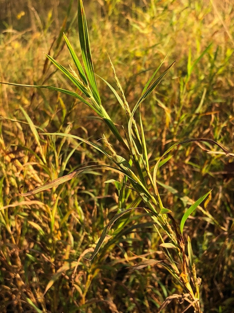 Wirestem Muhly photo 8