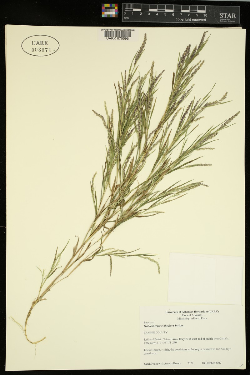 Inland Muhly