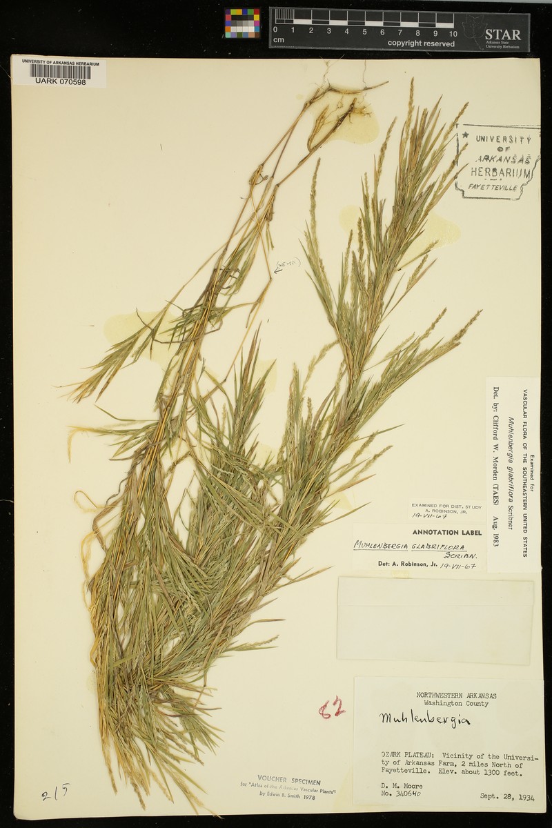 Inland Muhly photo 3