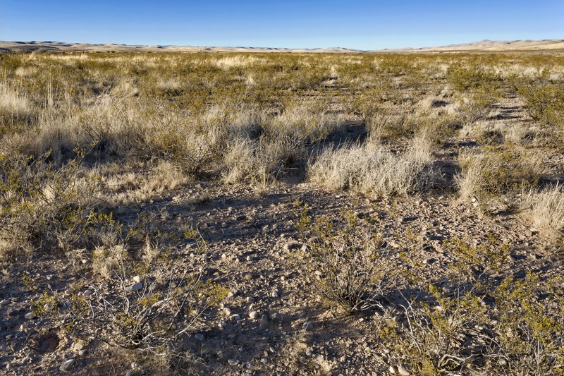 Desert Muhly photo 2