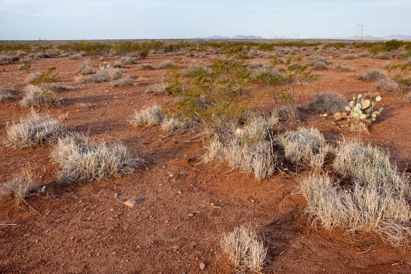 Desert Muhly photo 3