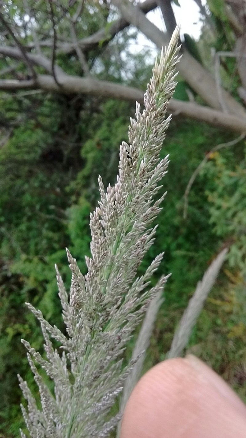 Desert Muhly