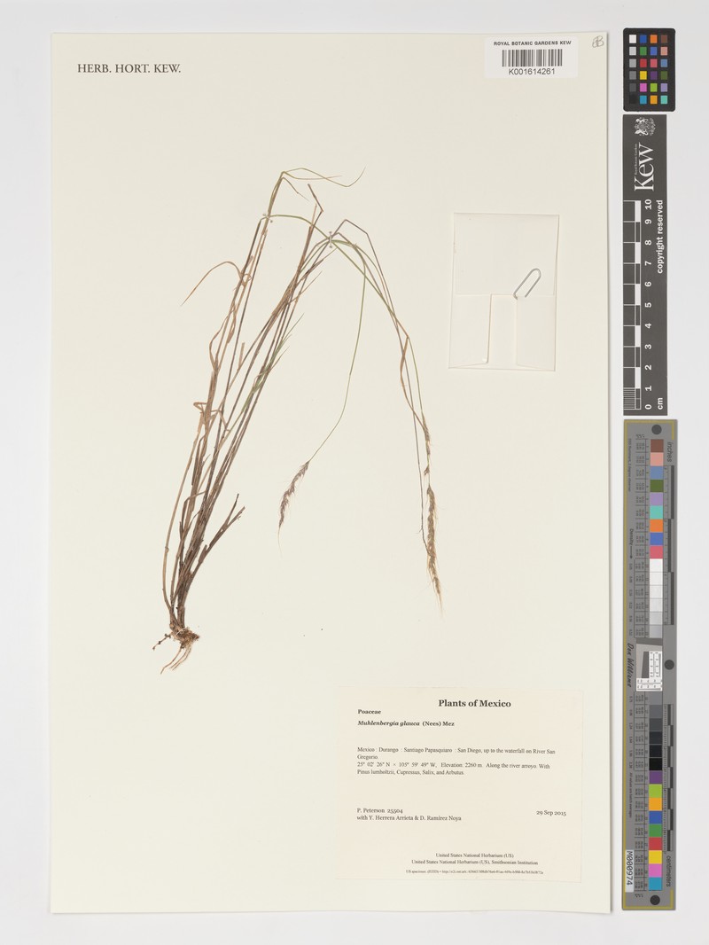 Desert Muhly photo 2