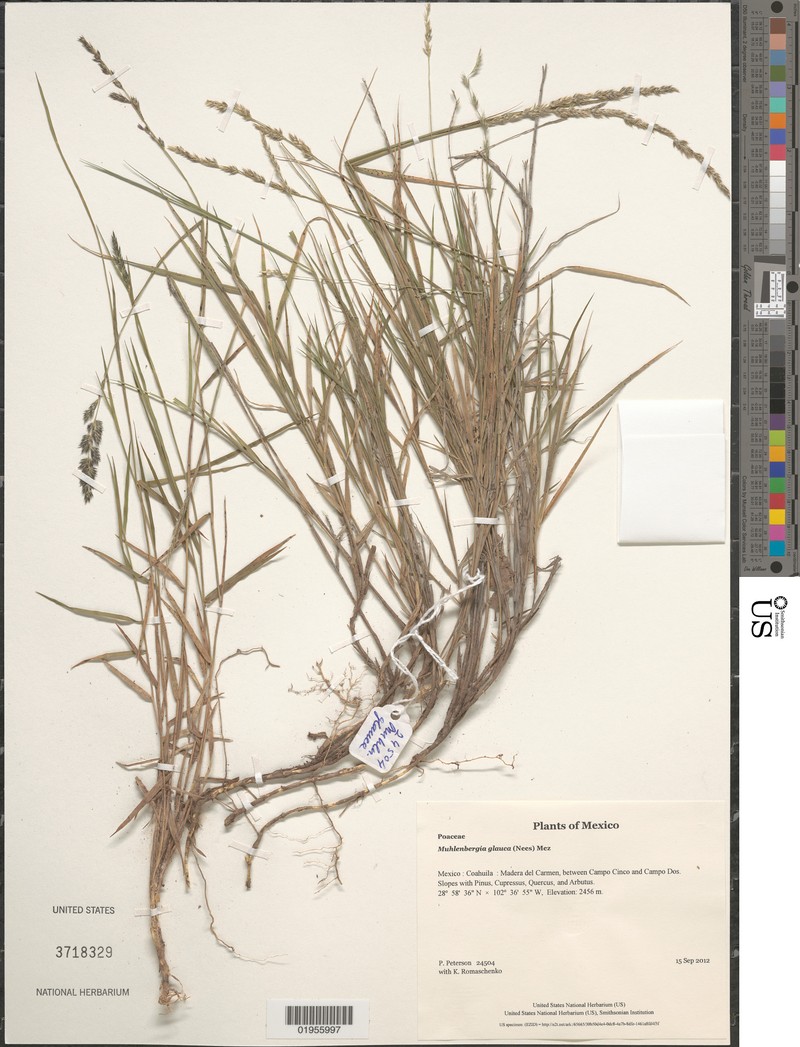 Desert Muhly photo 3