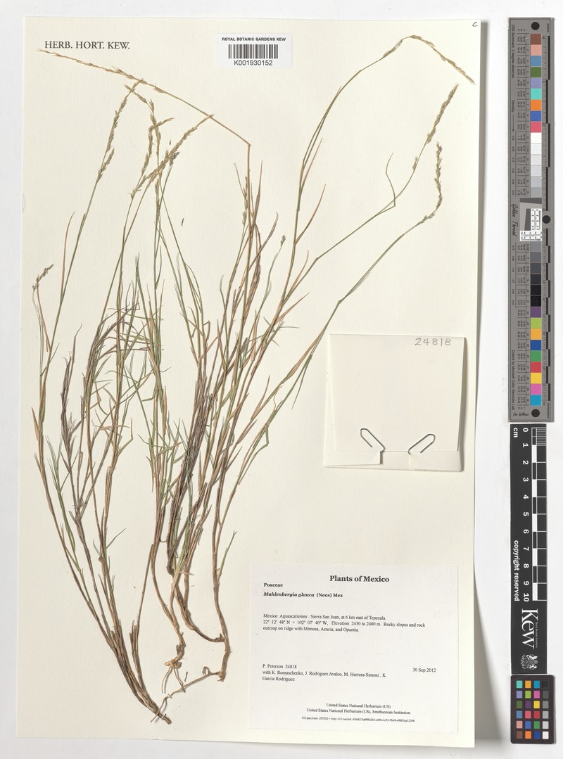 Desert Muhly photo 4