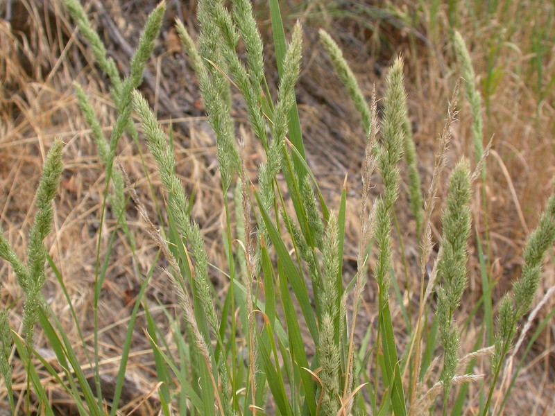 Spiked Muhly photo 2