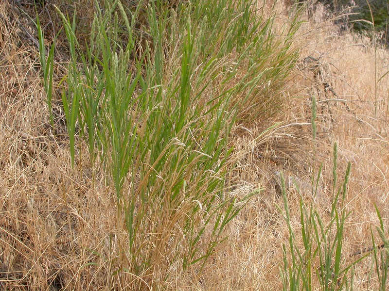 Spiked Muhly photo 3