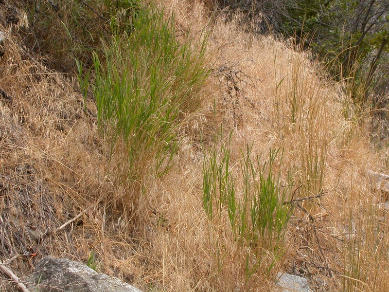 Spiked Muhly photo 4