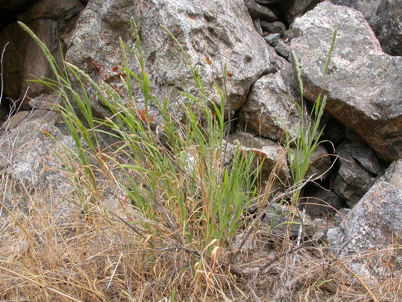 Spiked Muhly photo 5
