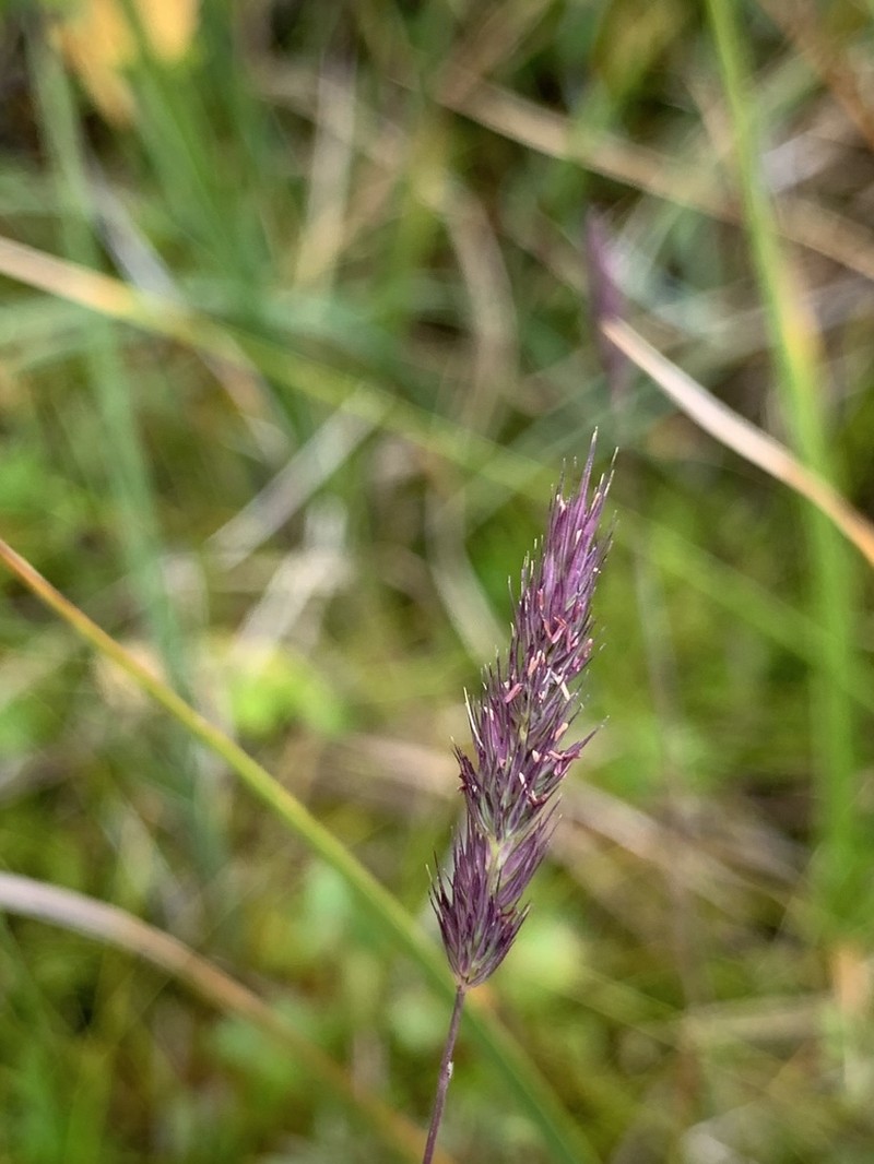 Spiked Muhly photo 4