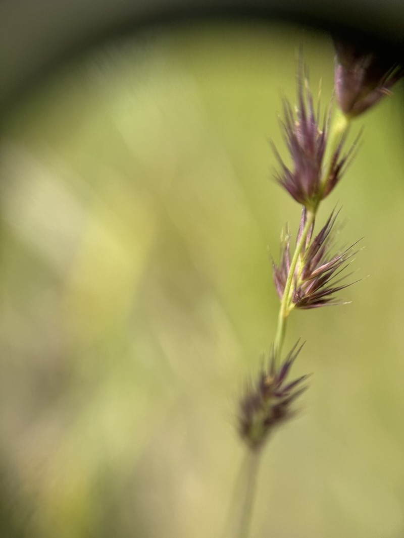 Spiked Muhly photo 6