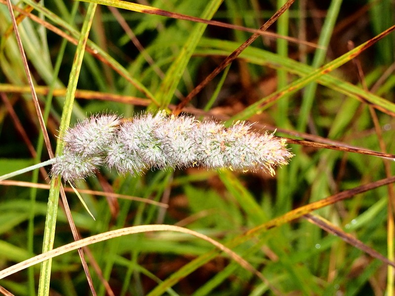 Spiked Muhly photo 7