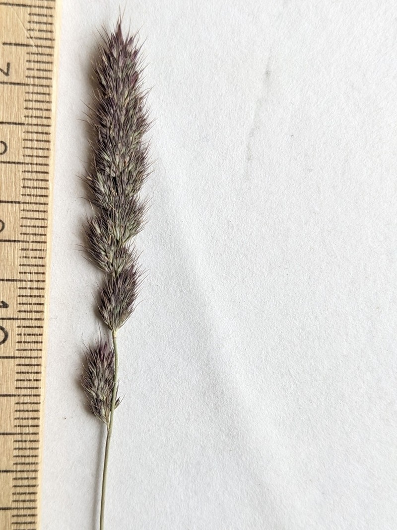 Spiked Muhly photo 8