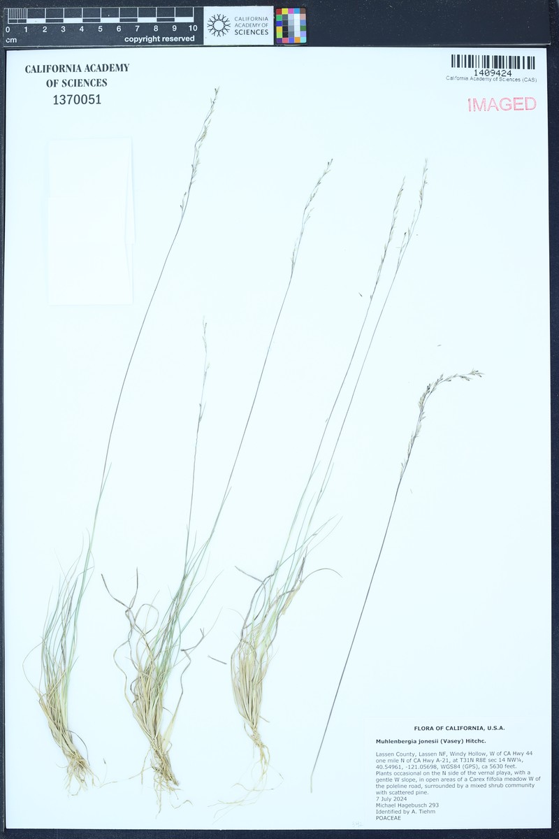 Modoc Muhly photo 3
