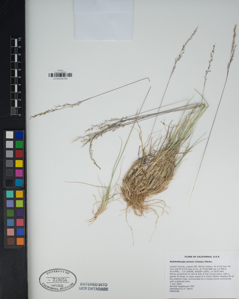 Modoc Muhly photo 4