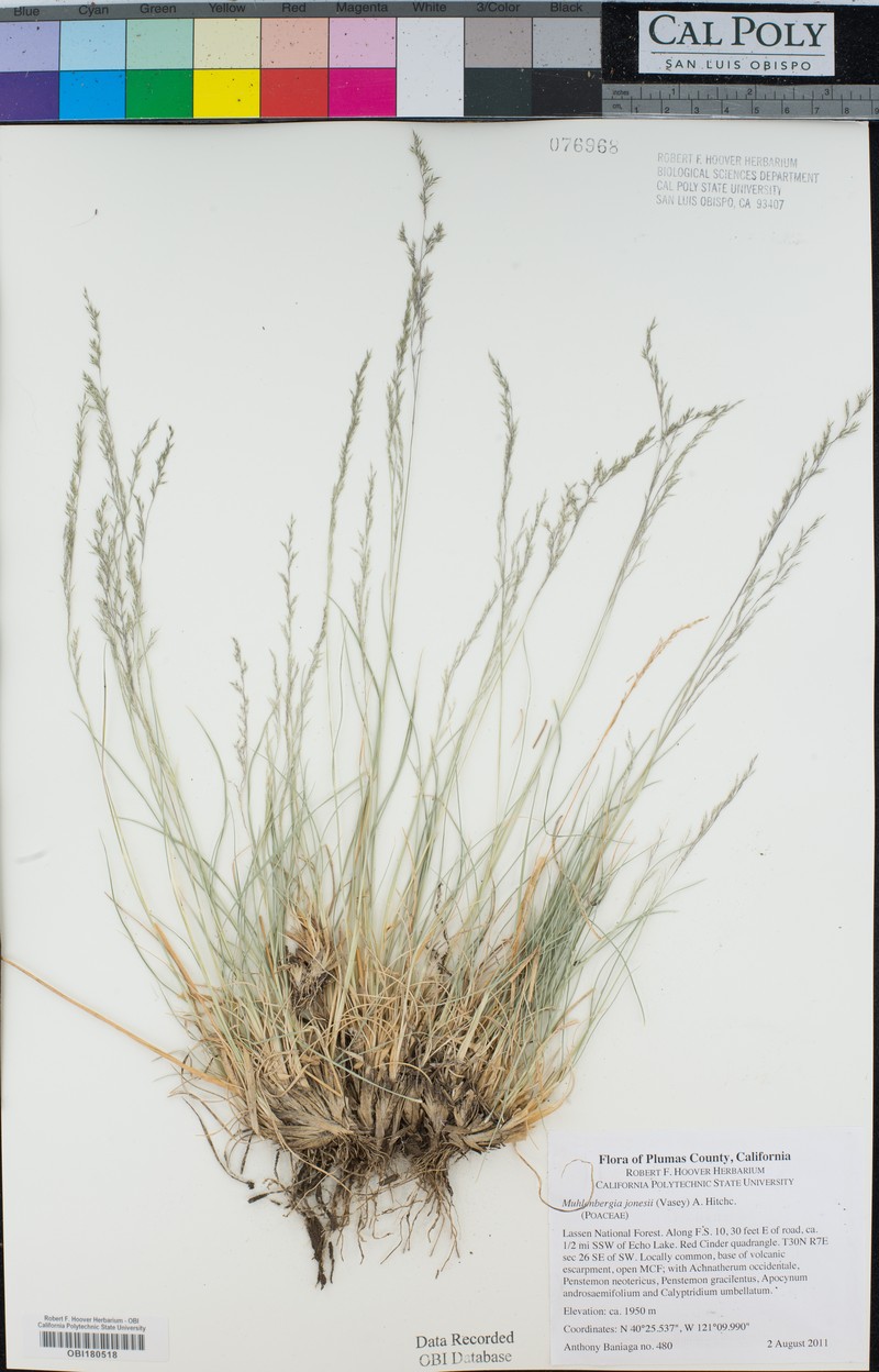 Modoc Muhly photo 5