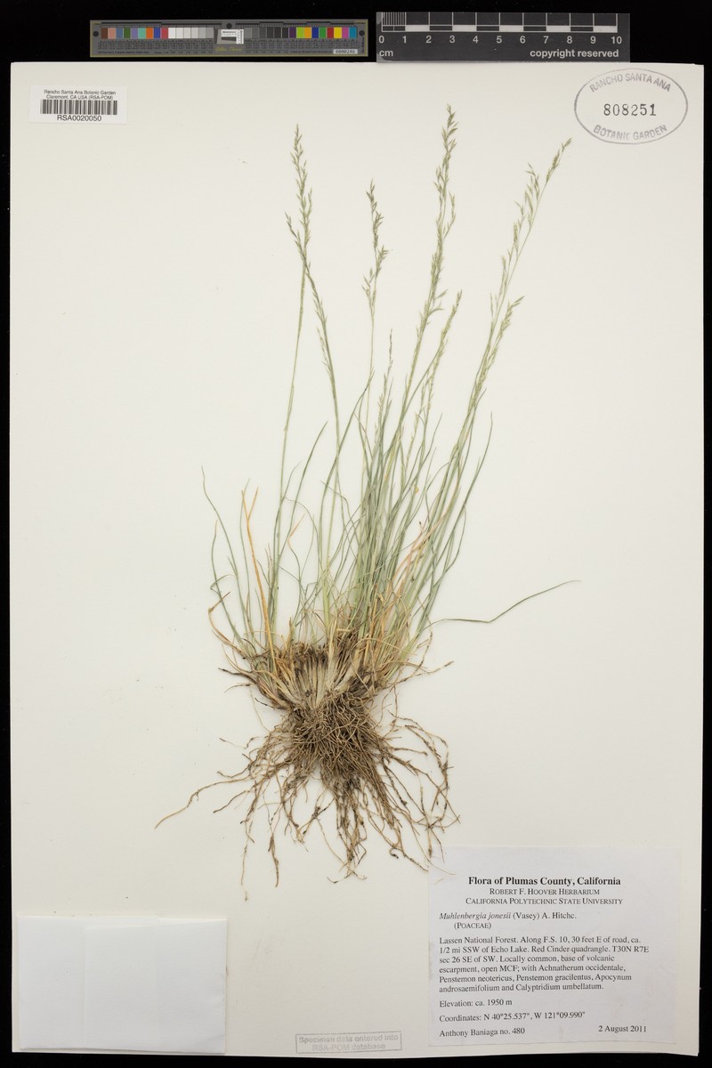 Modoc Muhly photo 6