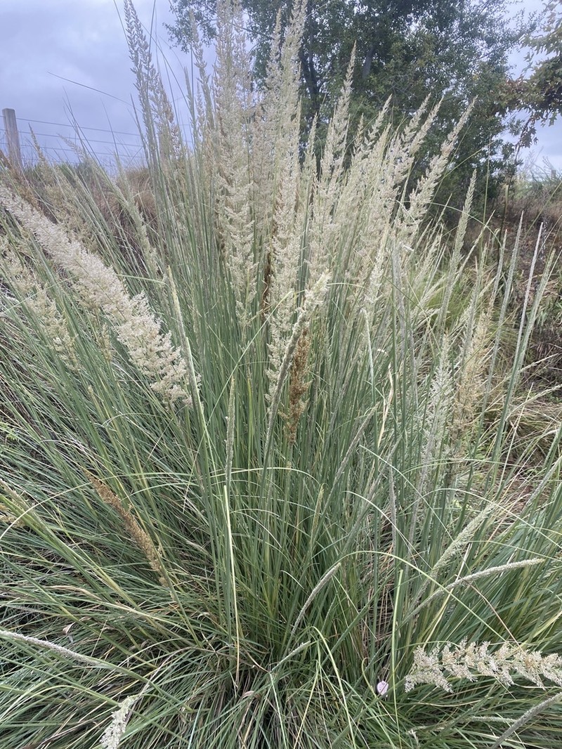 Lindheimer's Muhly photo 2