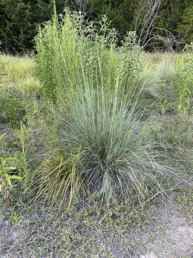Lindheimer's Muhly photo 3