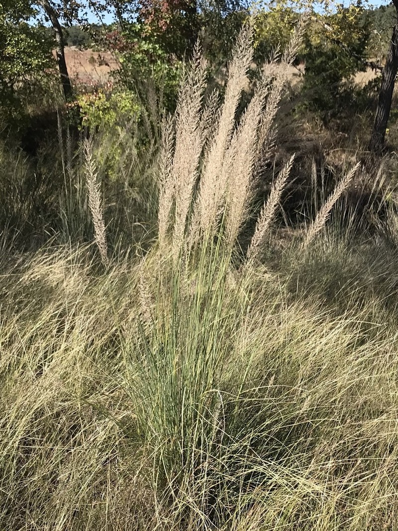 Lindheimer's Muhly photo 4