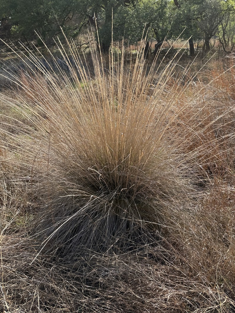 Lindheimer's Muhly photo 6